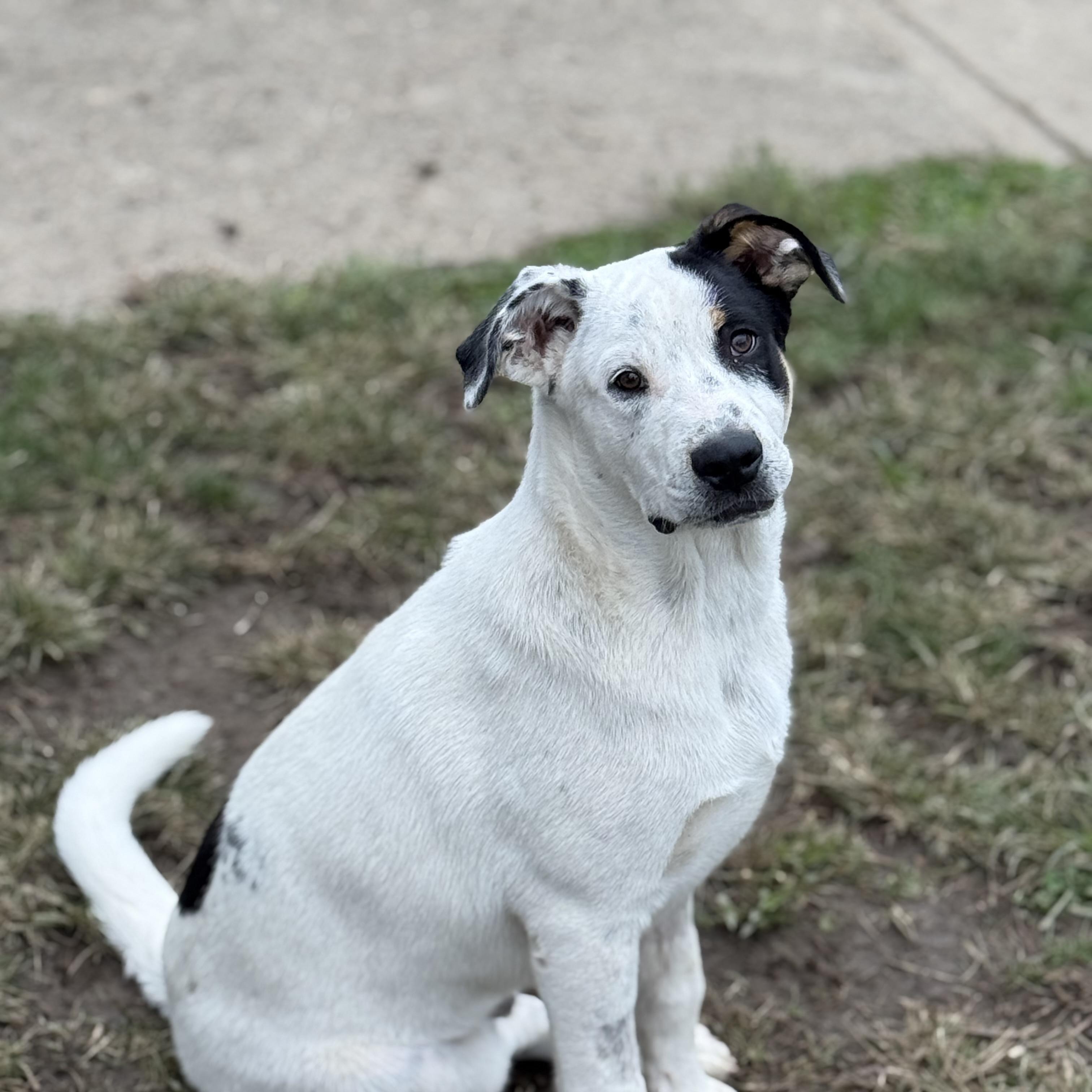 Enlarge Seek, a Adopted mixed breed in Glenolden, PA image 5/6