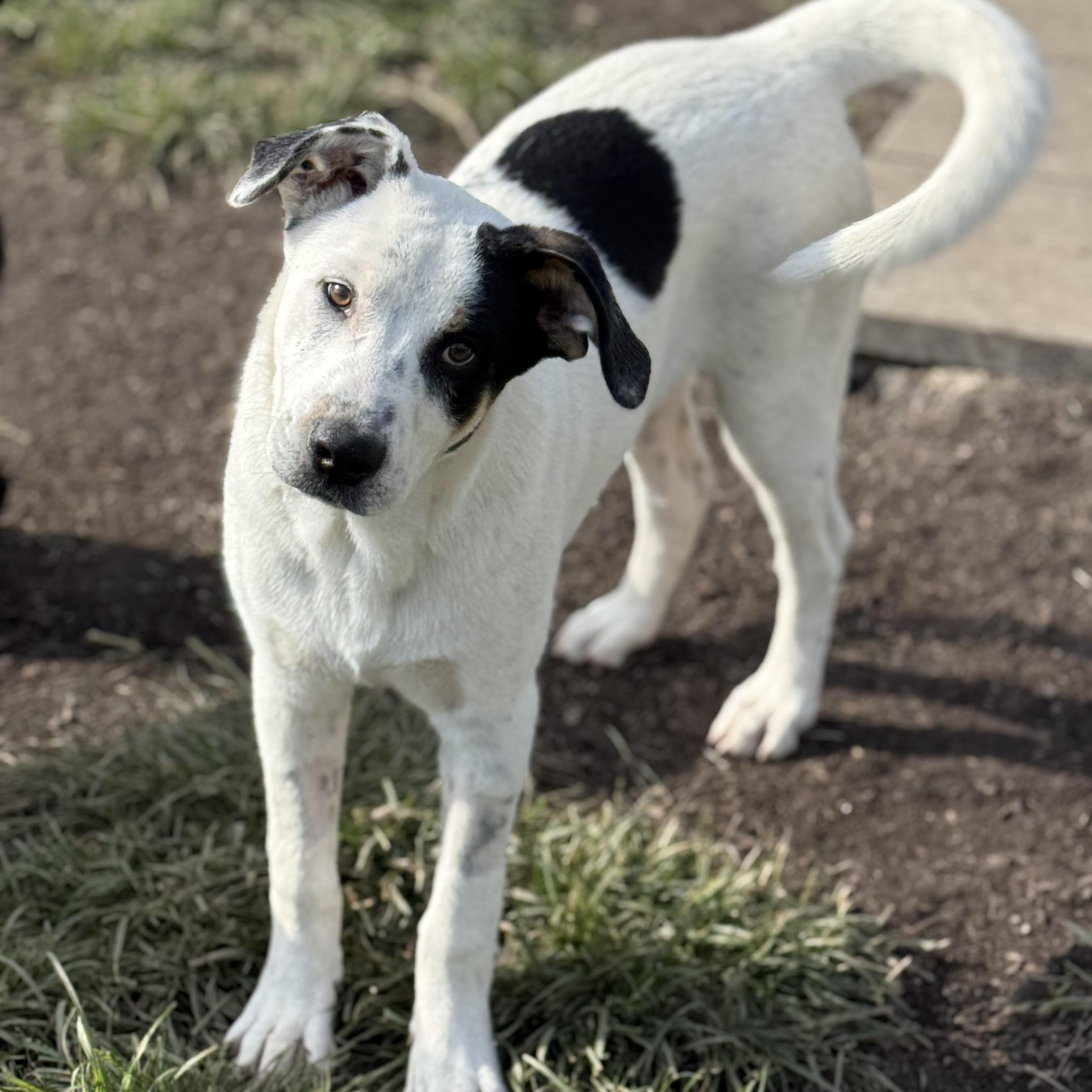 Enlarge Seek, a Adopted mixed breed in Glenolden, PA image 3/6