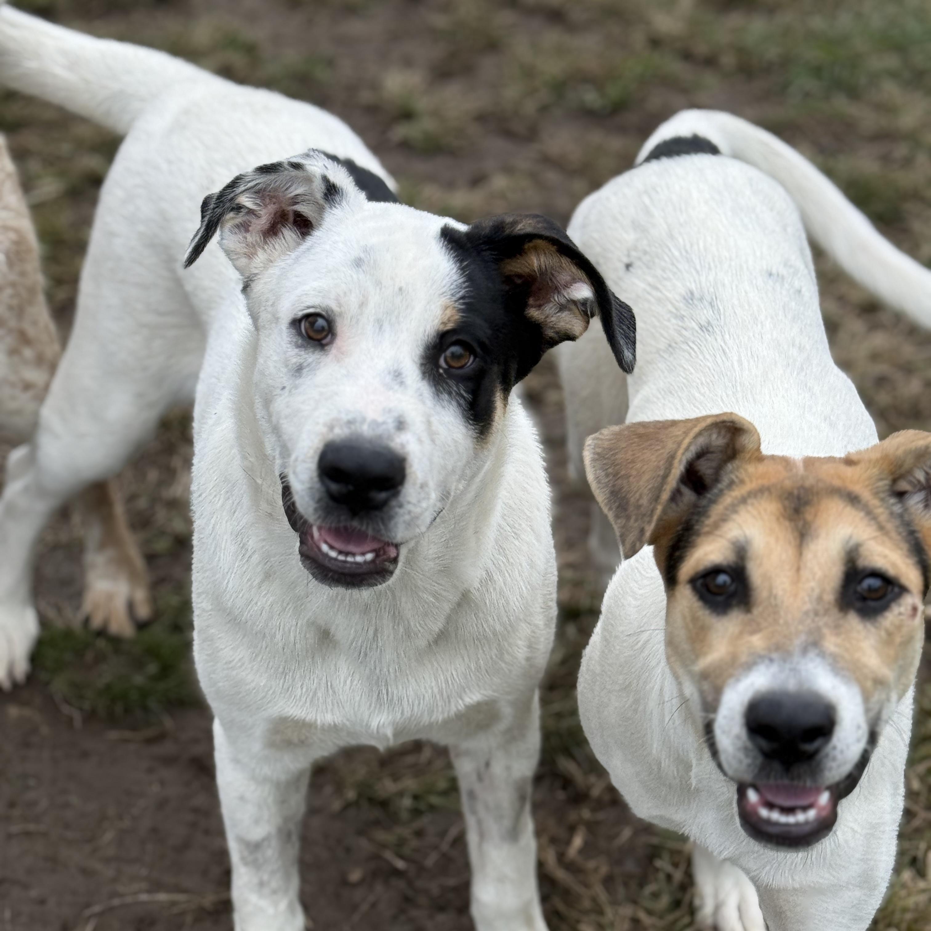 Enlarge Seek, a Adopted mixed breed in Glenolden, PA image 6/6