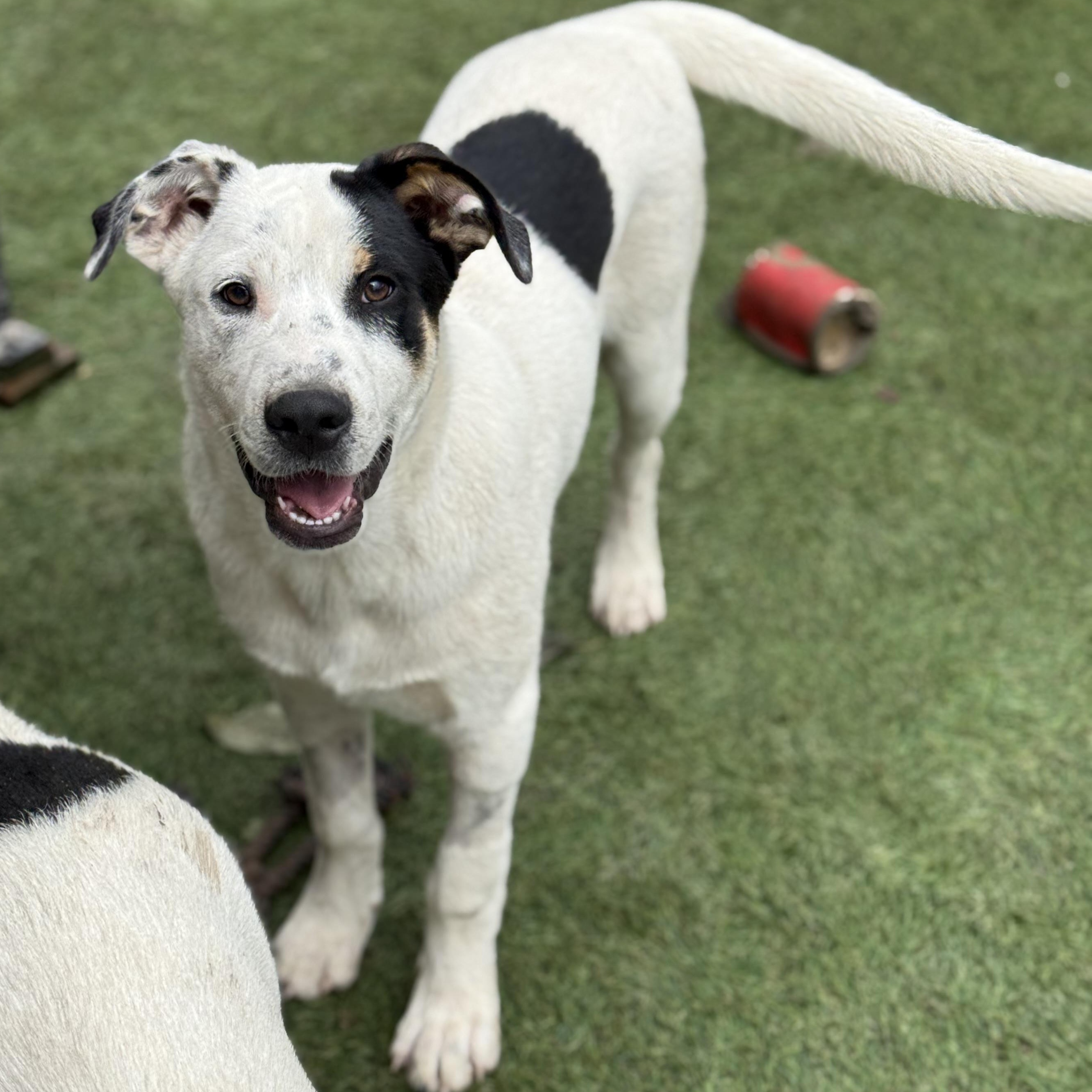Enlarge Seek, a Adopted mixed breed in Glenolden, PA image 2/6