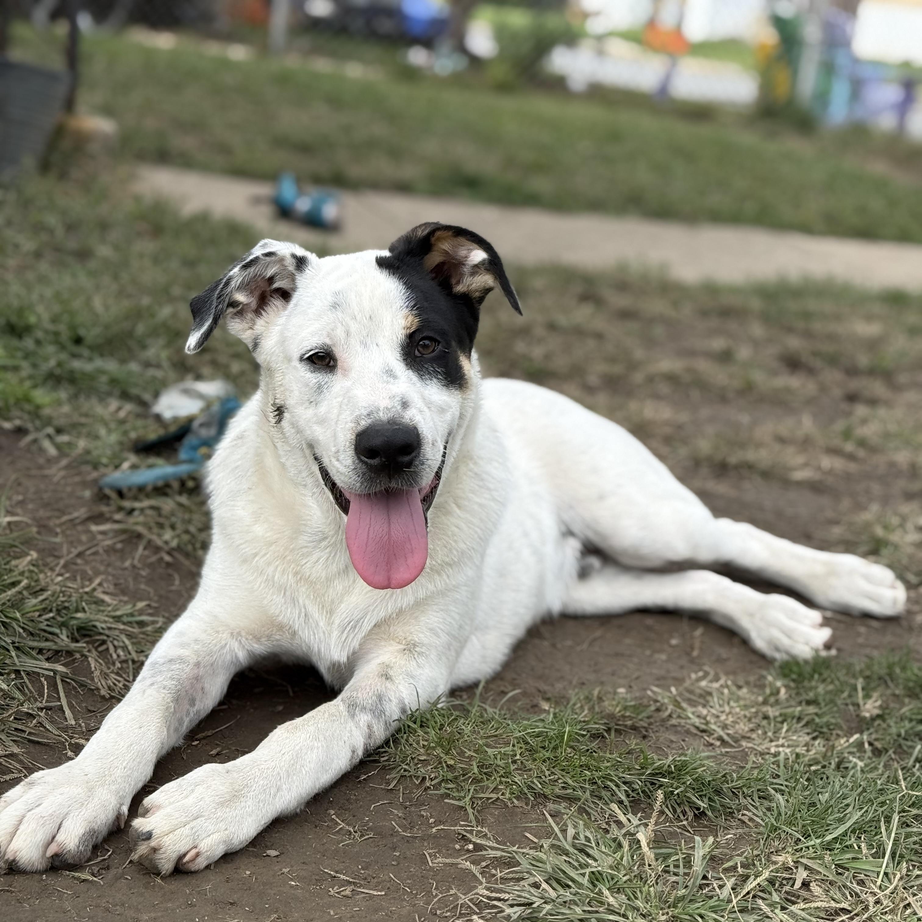 Enlarge Seek, a Adopted mixed breed in Glenolden, PA image 4/6