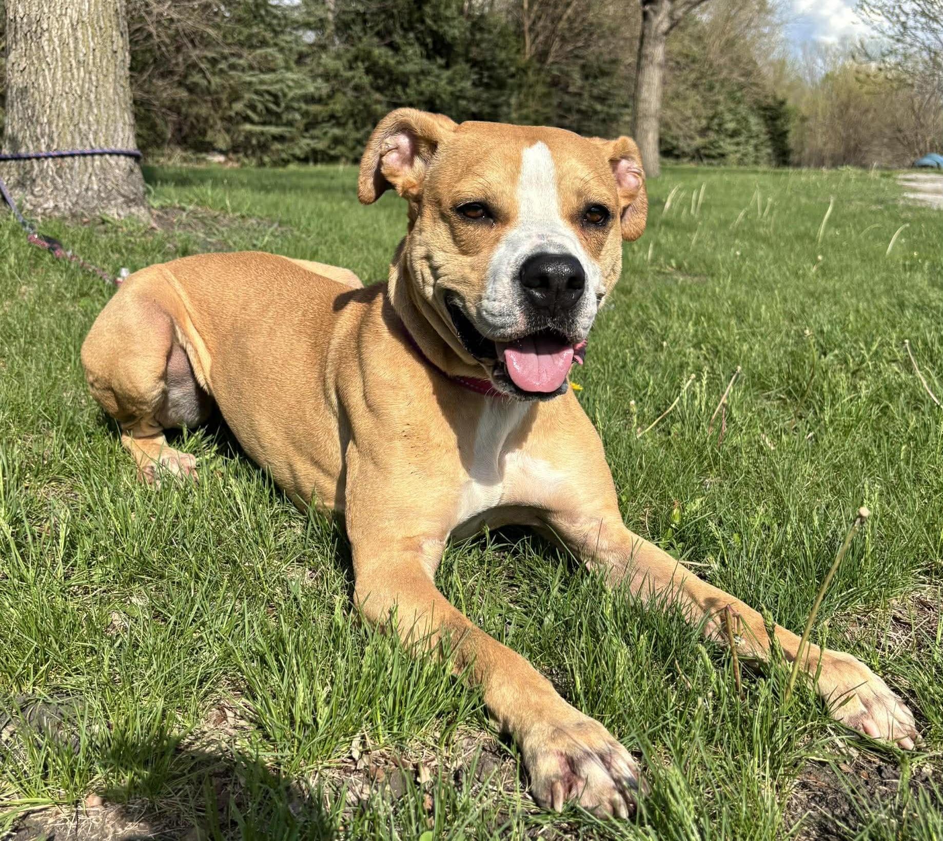 Enlarge Ginger, a ADOPTABLE mixed breed in Maryville, MO image 4/5