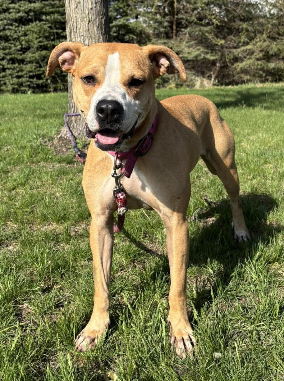 Enlarge Ginger, a ADOPTABLE mixed breed in Maryville, MO image 2/5