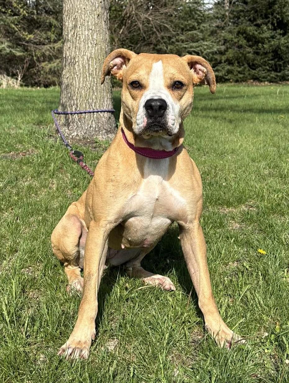 Enlarge Ginger, a ADOPTABLE mixed breed in Maryville, MO image 3/5