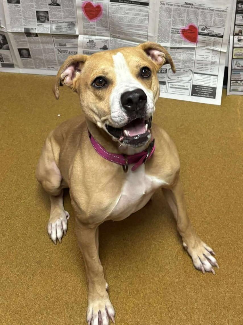 Enlarge Ginger, a ADOPTABLE mixed breed in Maryville, MO image 5/5