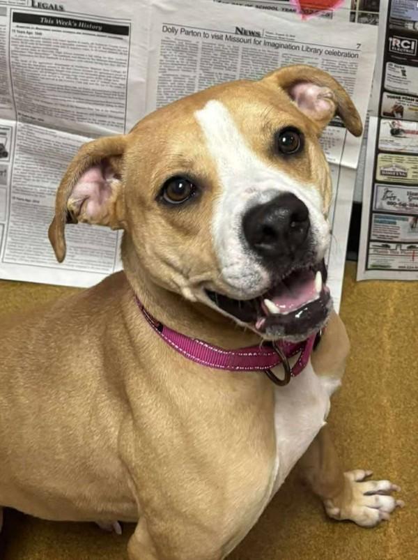 Ginger, ADOPTABLE, Adult Female Pit Bull Terrier.