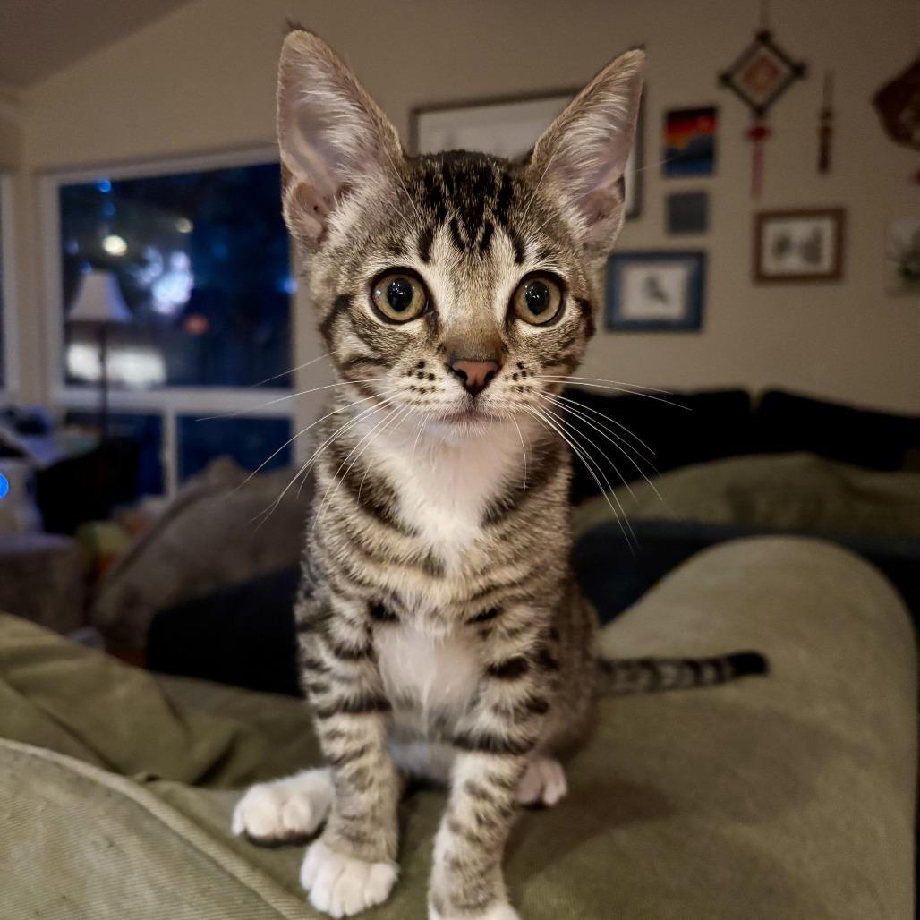 Enlarge Lucy, a Adoptable Domestic Short Hair in Union City, CA image 1/2