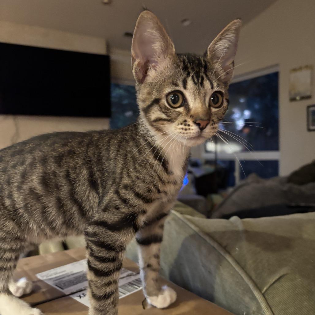 Enlarge Lucy, a Adoptable Domestic Short Hair in Union City, CA image 2/2