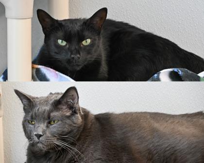 Pugsly, Adoptable, Adult Male Domestic Short Hair.