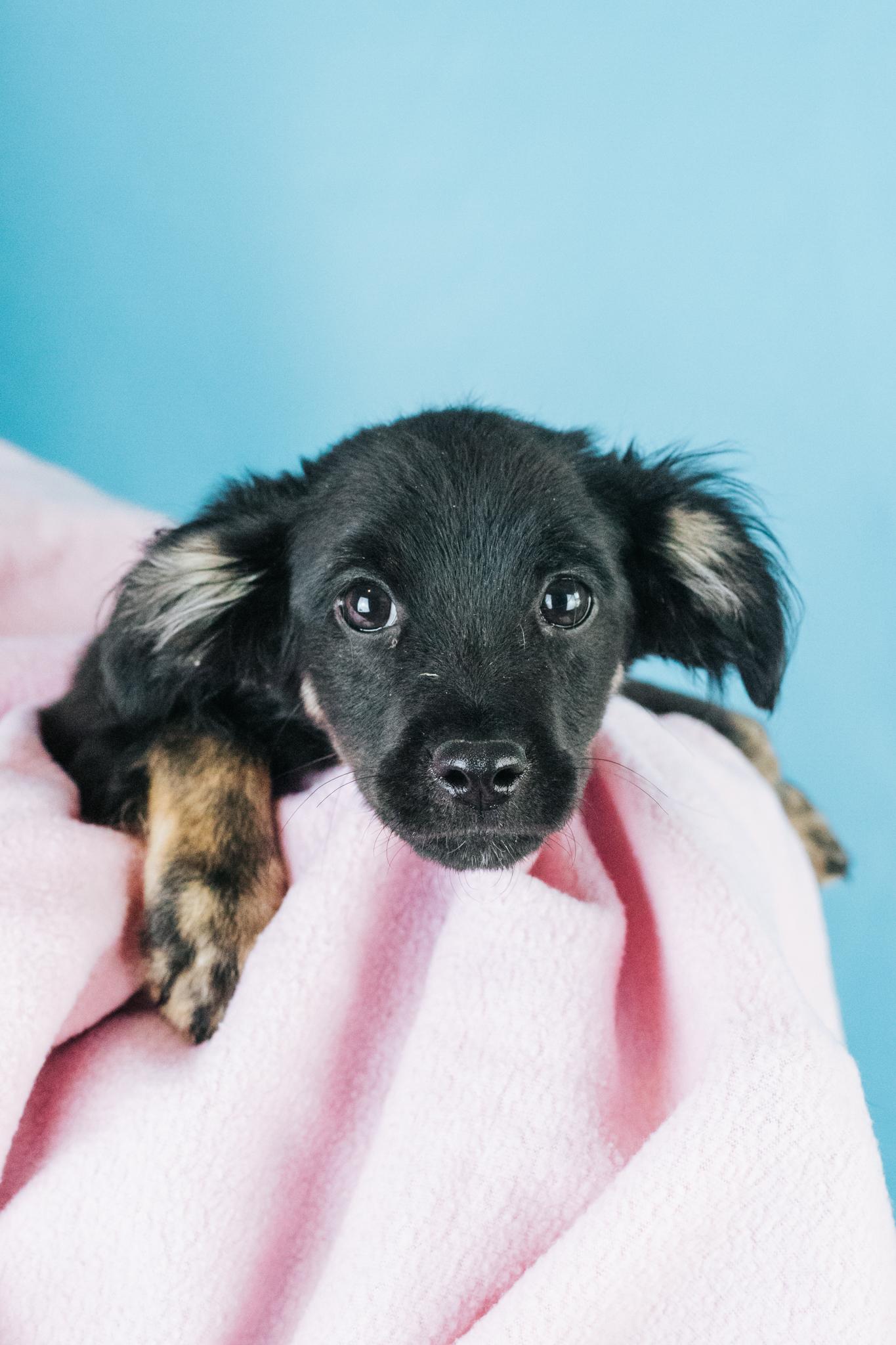 Hudson, adopted, Puppy Male Spaniel & Terrier.