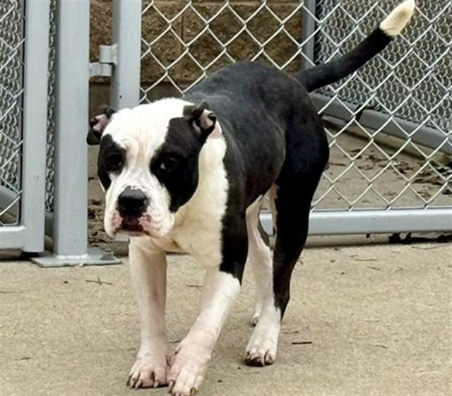 Enlarge ESMERALDA, a Adoptable Pit Bull Terrier in Aurora, IL image 1/1