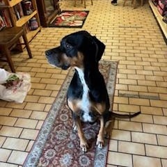 Tyson, ADOPTABLE, Senior Male Rottweiler.