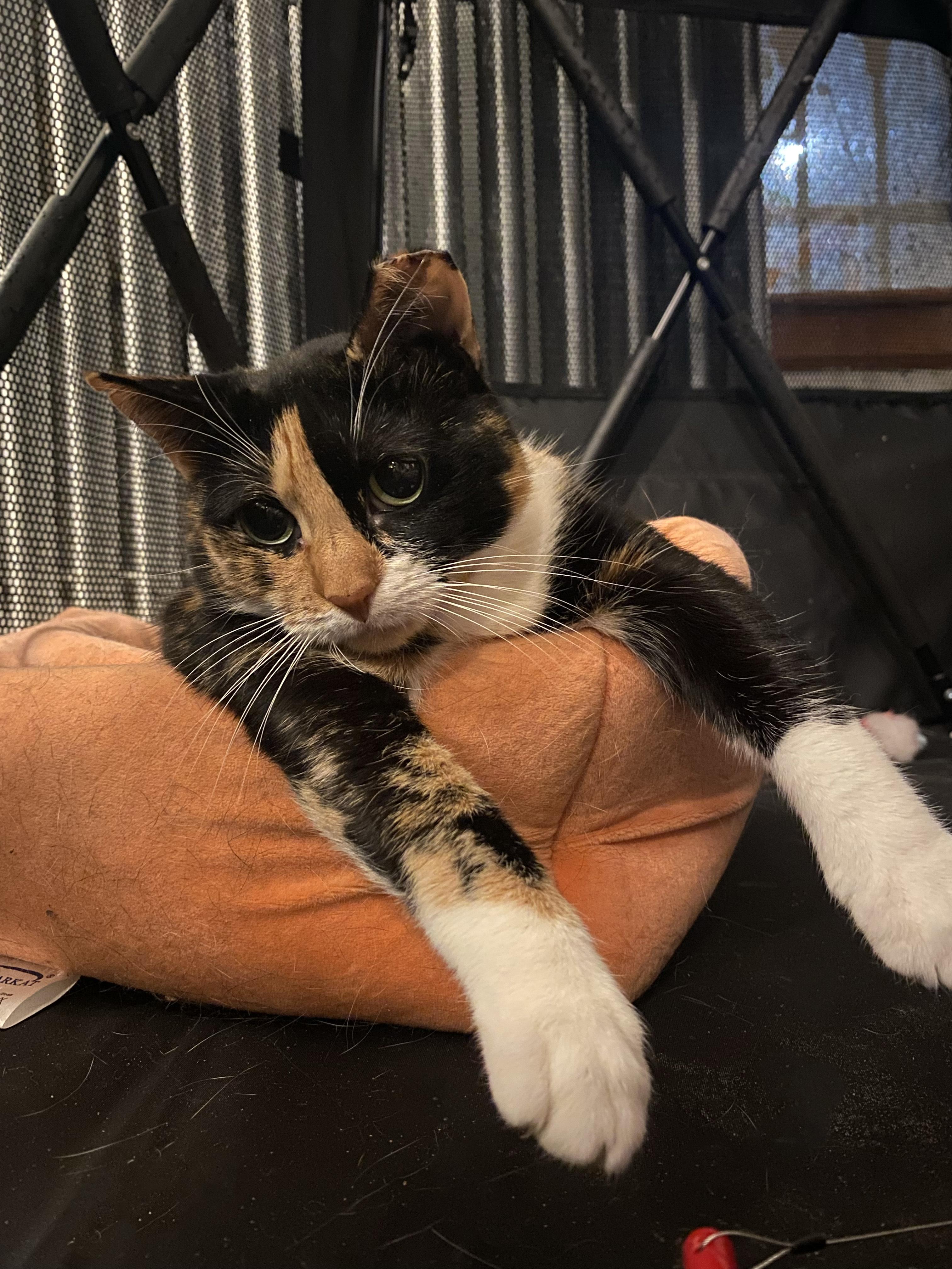 Enlarge Sundae, a ADOPTABLE Domestic Short Hair in Brooklyn, NY image 6/6