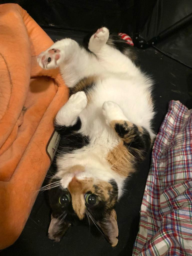 Enlarge Sundae, a ADOPTABLE Domestic Short Hair in Brooklyn, NY image 2/6