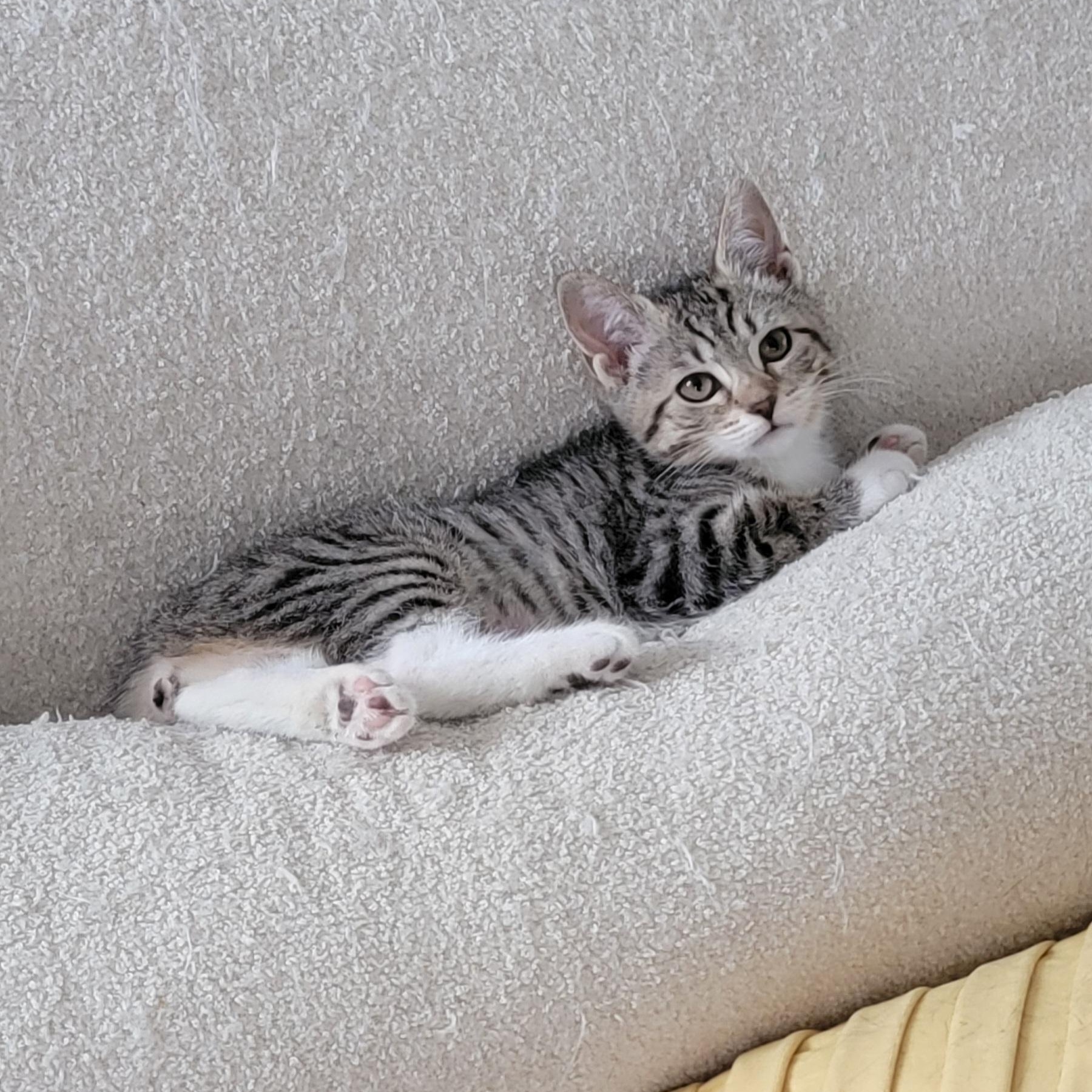 Remi Adopted 1 4 26, an adopted mixed breed in Wyandotte, MI image 4/6