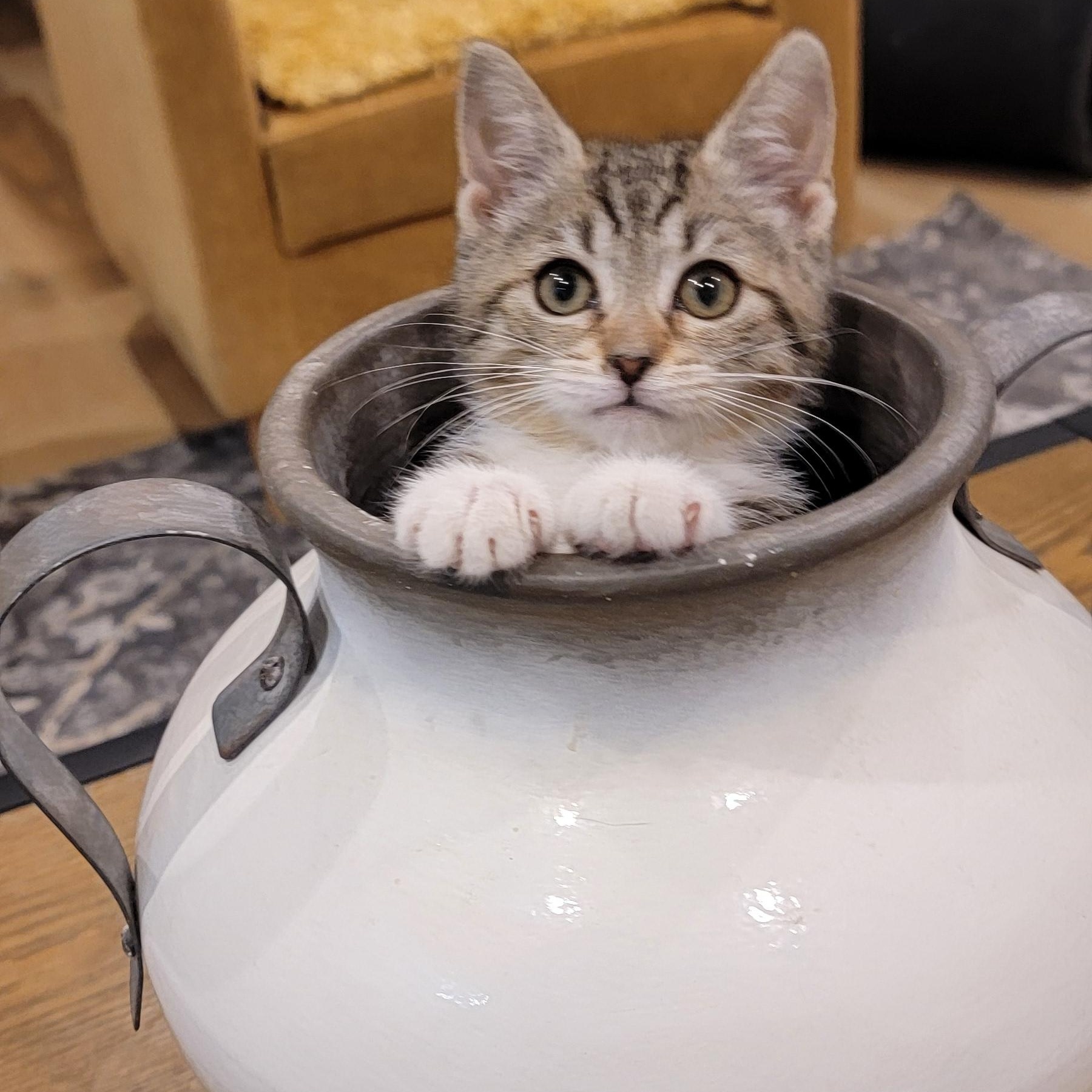 Remi, ADOPTABLE, Kitten Female Tabby.