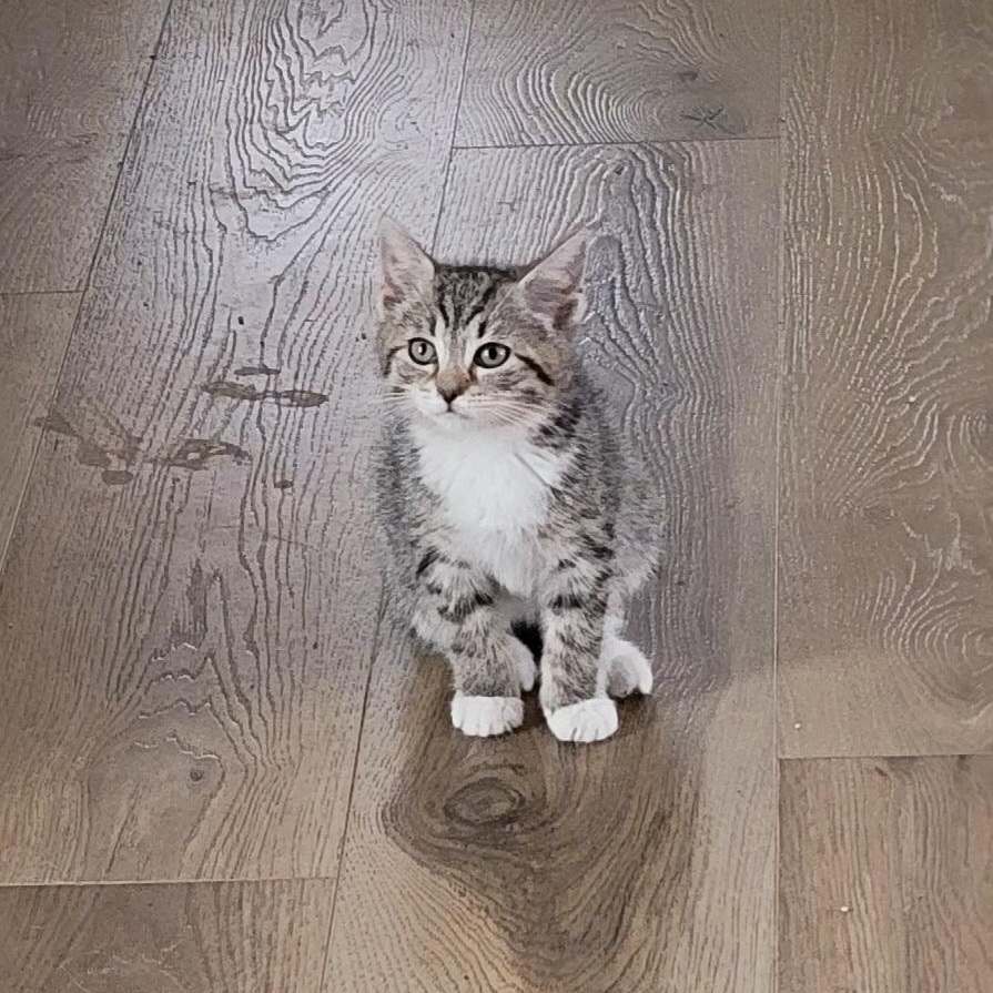 Enlarge Remi, a ADOPTABLE mixed breed in Wyandotte, MI image 2/3