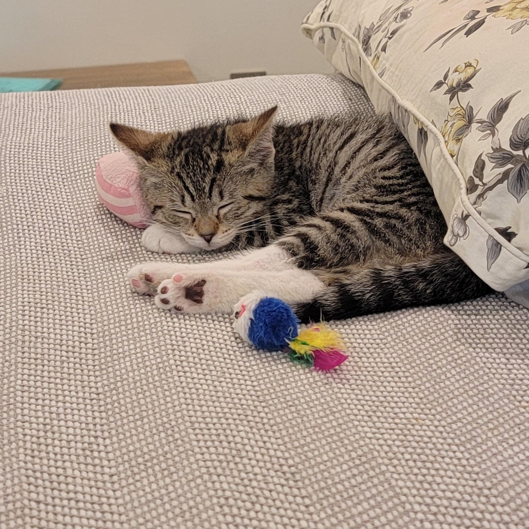 Enlarge Remi, a ADOPTABLE mixed breed in Wyandotte, MI image 3/3