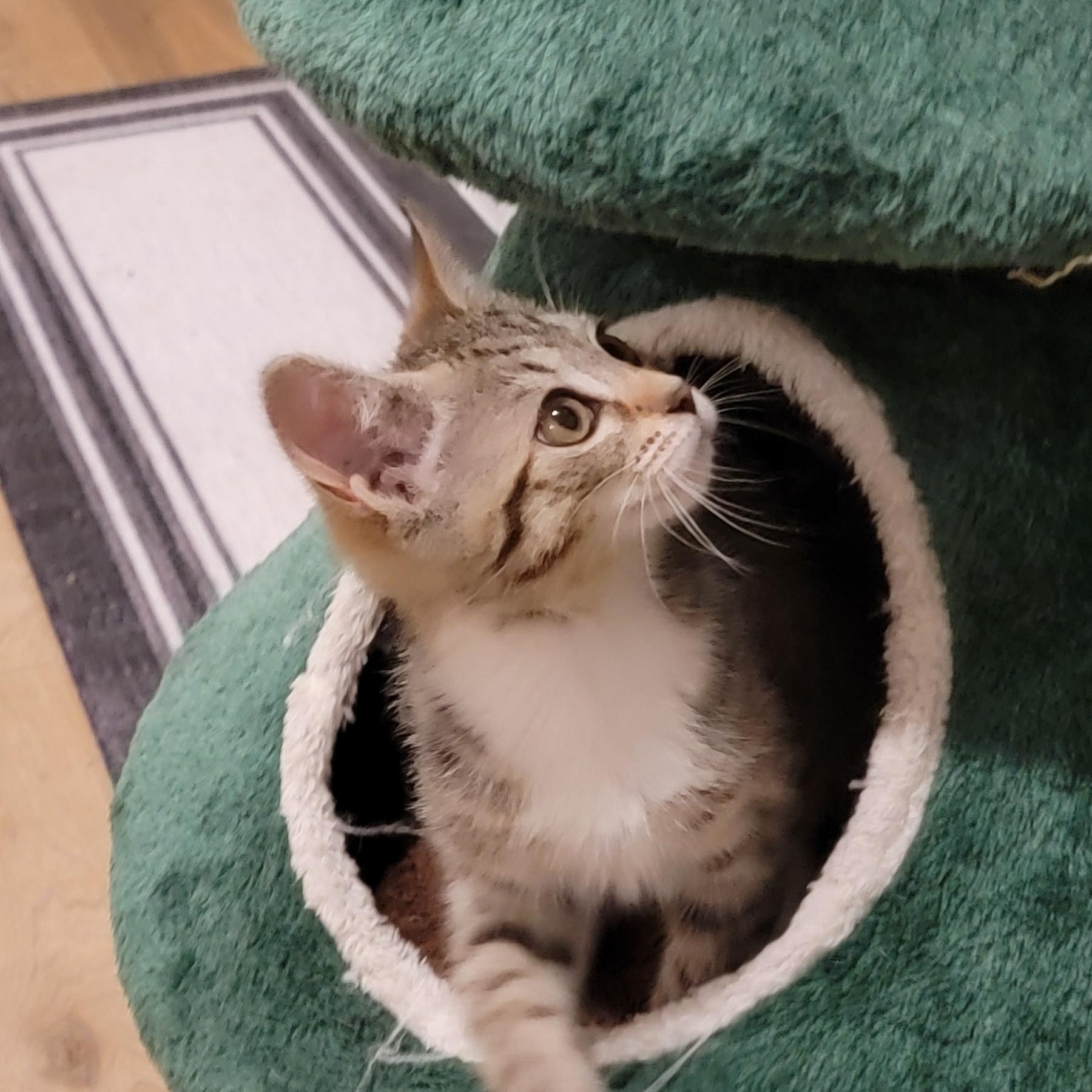 Remi Adopted 1 4 26, an adopted mixed breed in Wyandotte, MI image 5/6