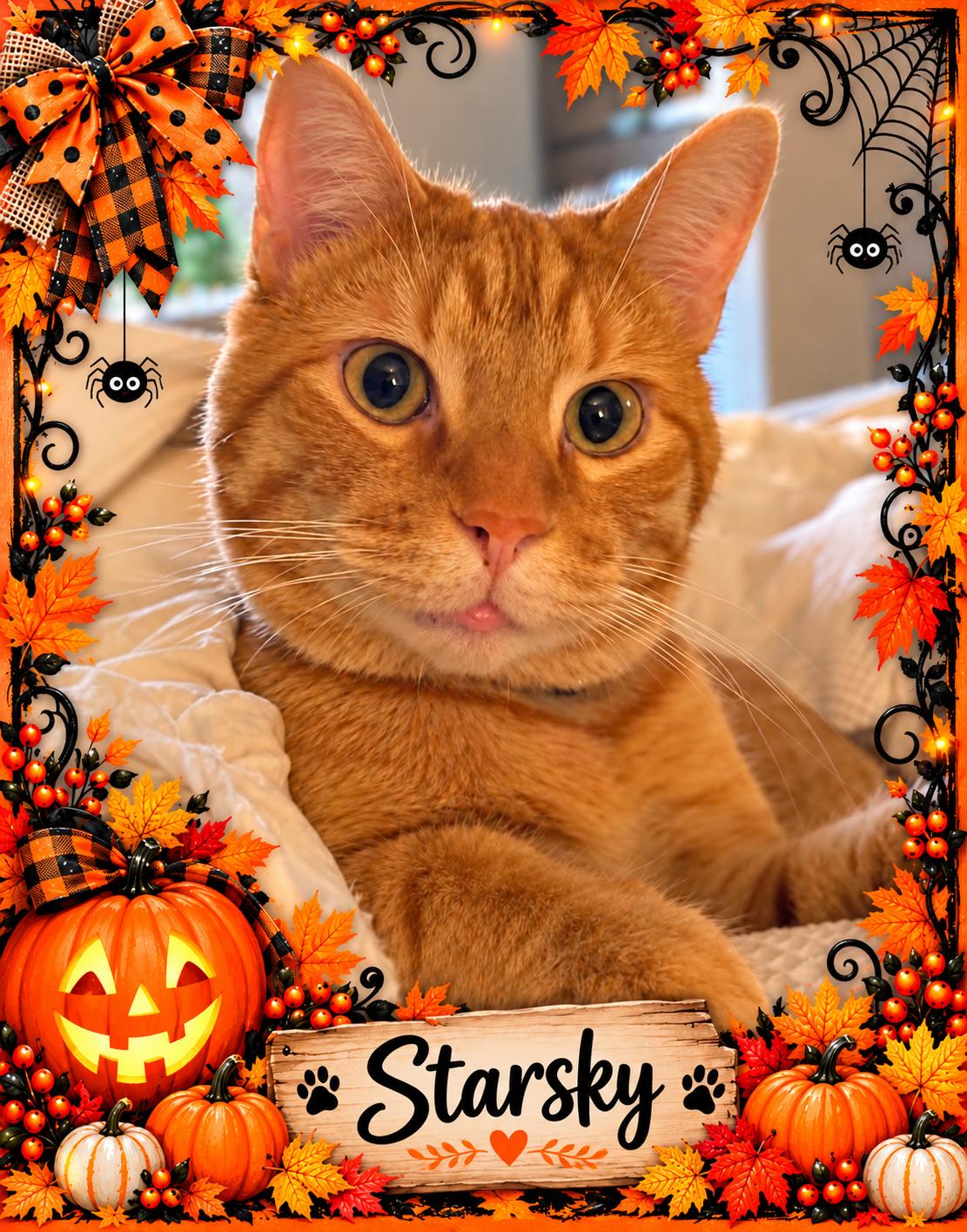 Starsky-2 yr old-AFFECTIONATE, Adoptable, Adult Male Domestic Short Hair & Tiger.