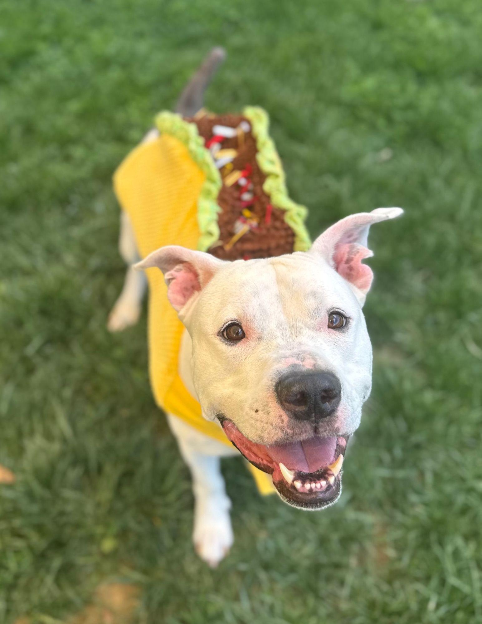 Magic Mic, ADOPTABLE, Adult Male Pit Bull Terrier.