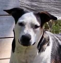 Enlarge Shirley, a Adoptable mixed breed in Wausau, WI image 1/5