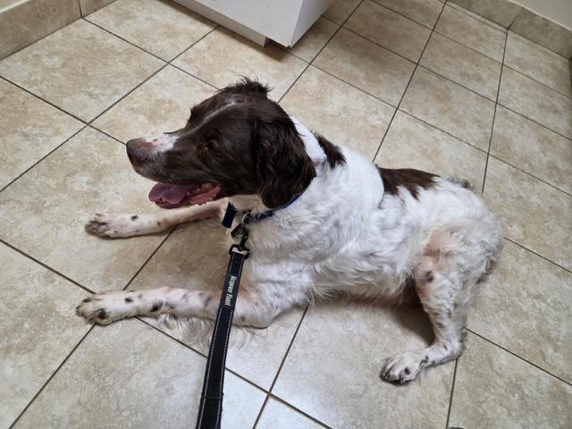 Enlarge Odin - 20041160 - Ontario, Canada, a Adopted Brittany Spaniel in Ajax, ON image 1/4