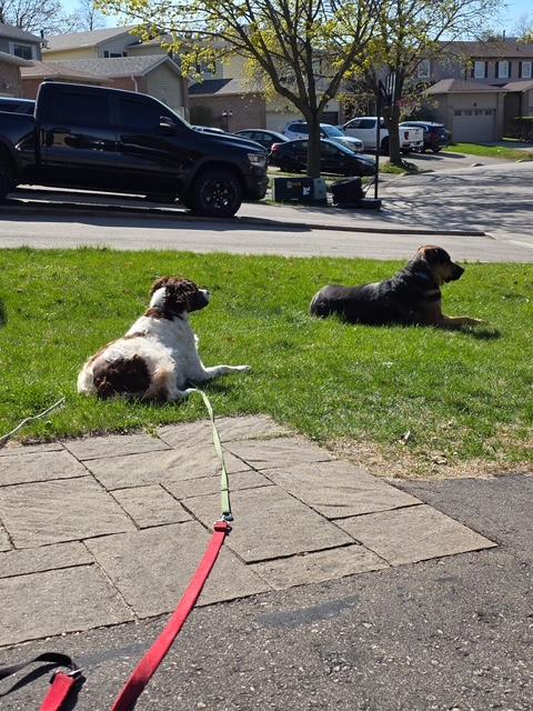 Enlarge Odin - 20041160 - Ontario, Canada, a Adopted Brittany Spaniel in Ajax, ON image 2/4