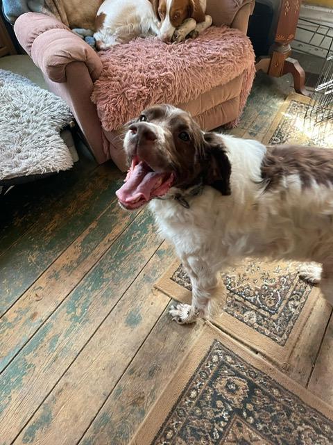 Enlarge Odin - 20041160 - Ontario, Canada, a Adopted Brittany Spaniel in Ajax, ON image 3/4