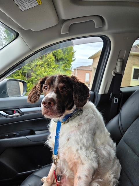 Enlarge Odin - 20041160 - Ontario, Canada, a Adopted Brittany Spaniel in Ajax, ON image 4/4
