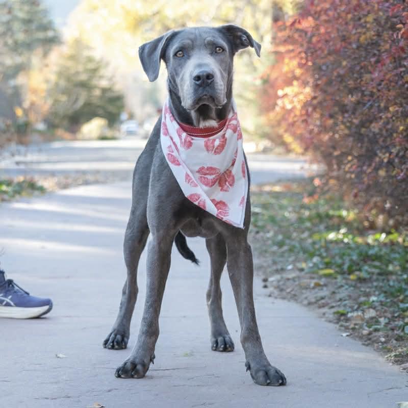 Yuki, ADOPTABLE, Young Male Weimaraner & Labrador Retriever.