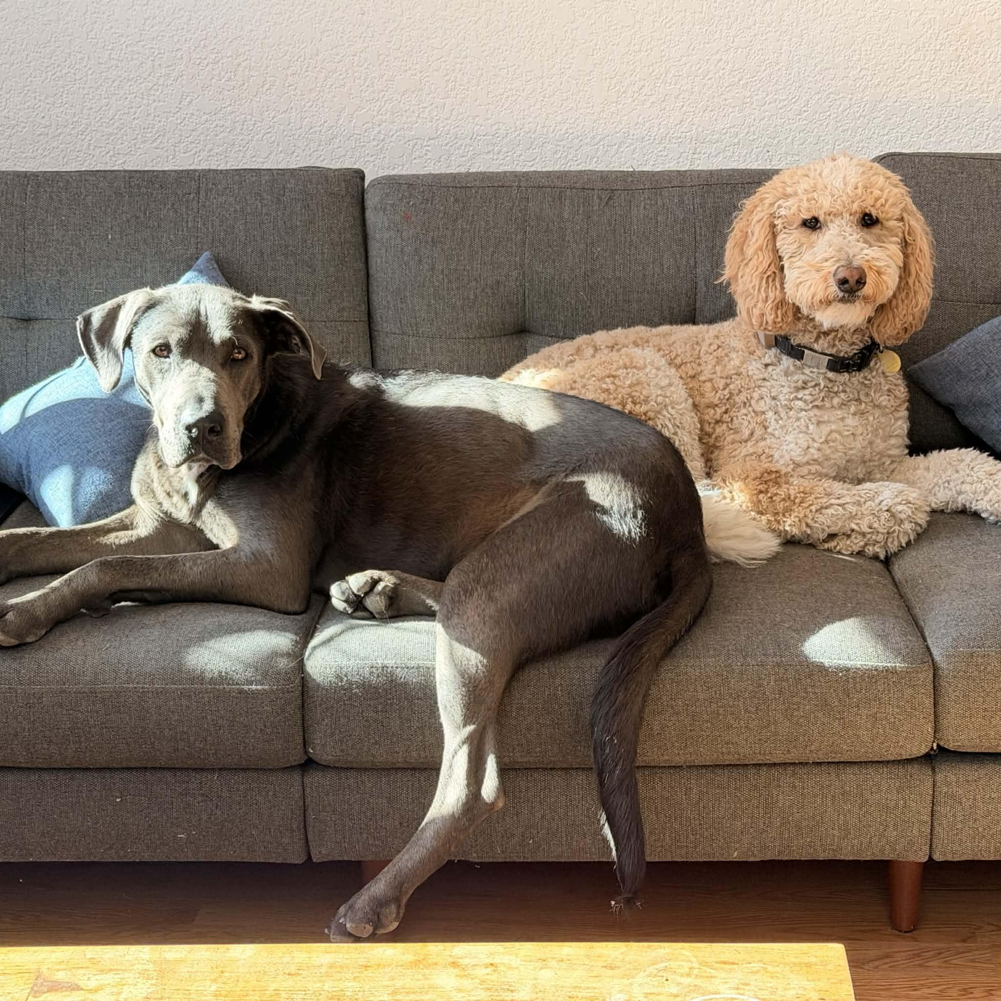 Enlarge Yuki, a ADOPTABLE mixed breed in Boulder, CO image 3/6