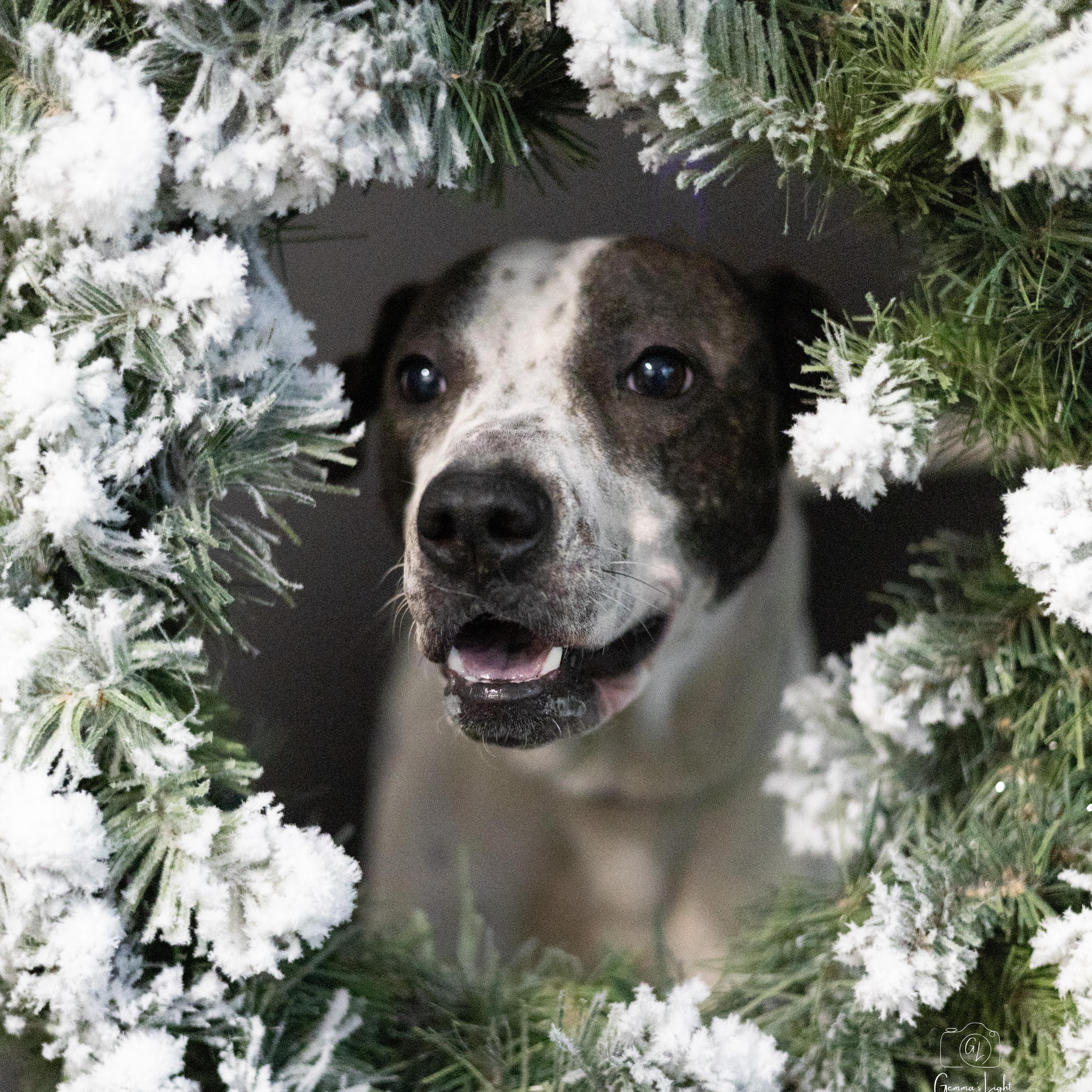 Enlarge Birdie, a ADOPTABLE mixed breed in Cleveland, OH image 2/5