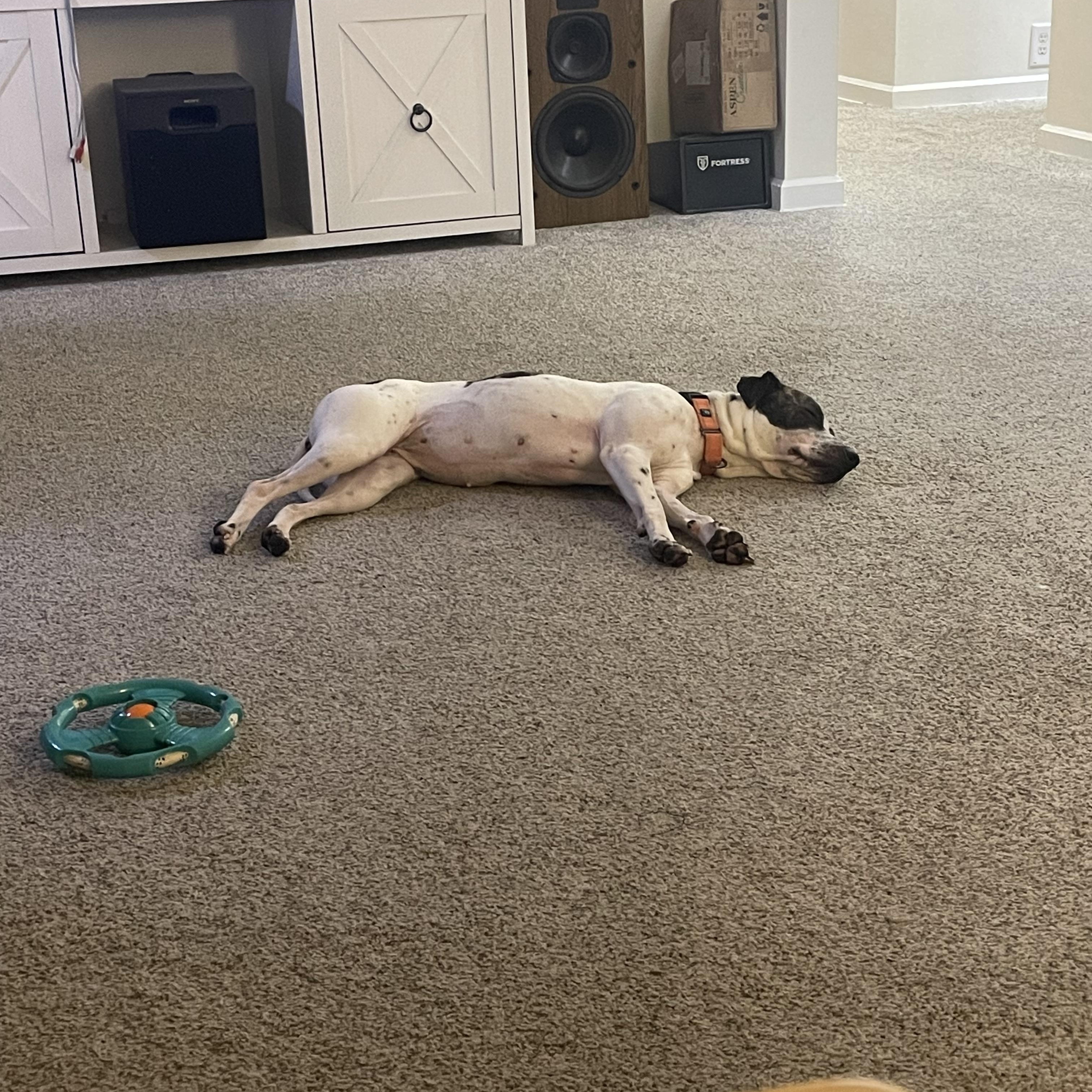 Enlarge Birdie, a ADOPTABLE mixed breed in Cleveland, OH image 4/5