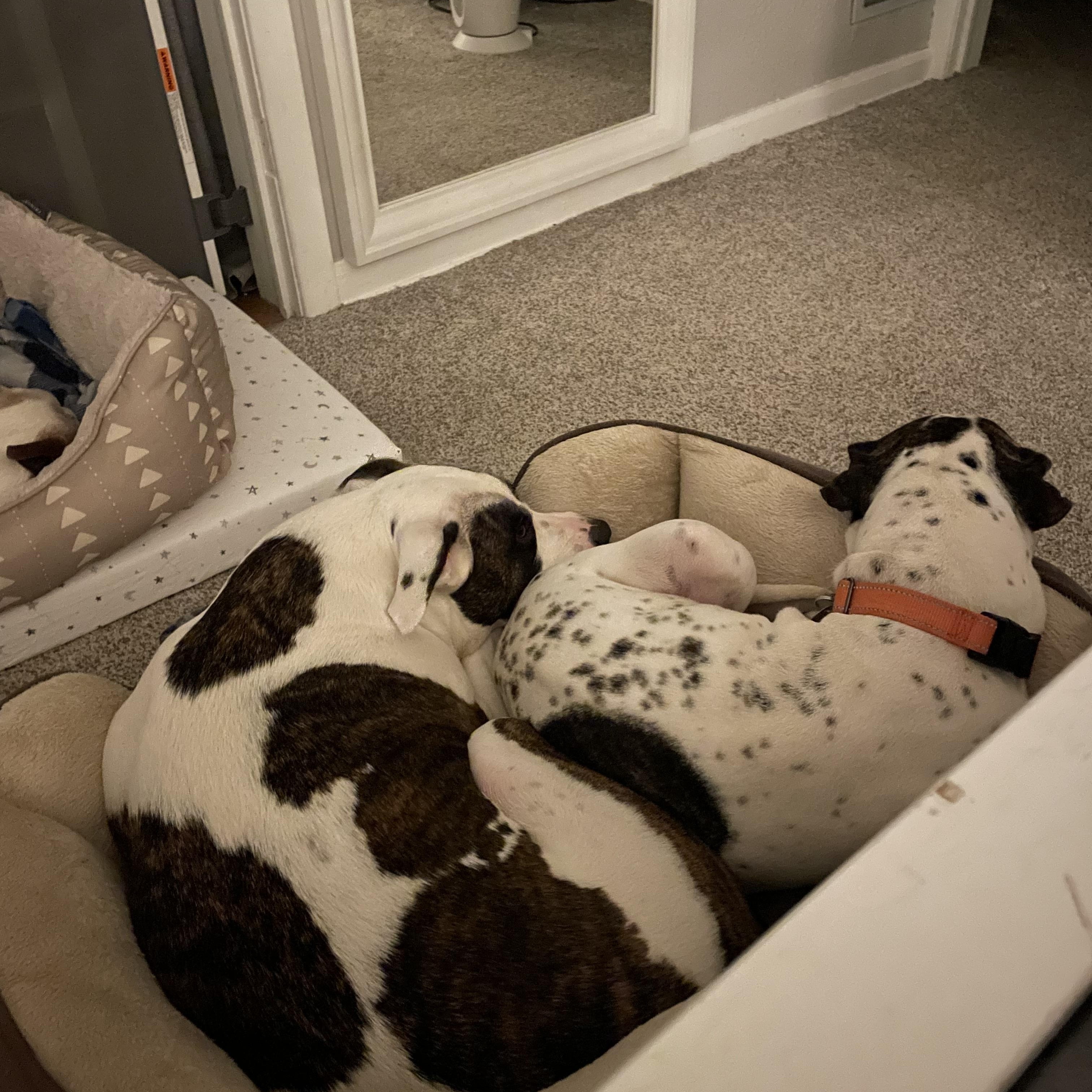 Enlarge Birdie, a ADOPTABLE mixed breed in Cleveland, OH image 5/5