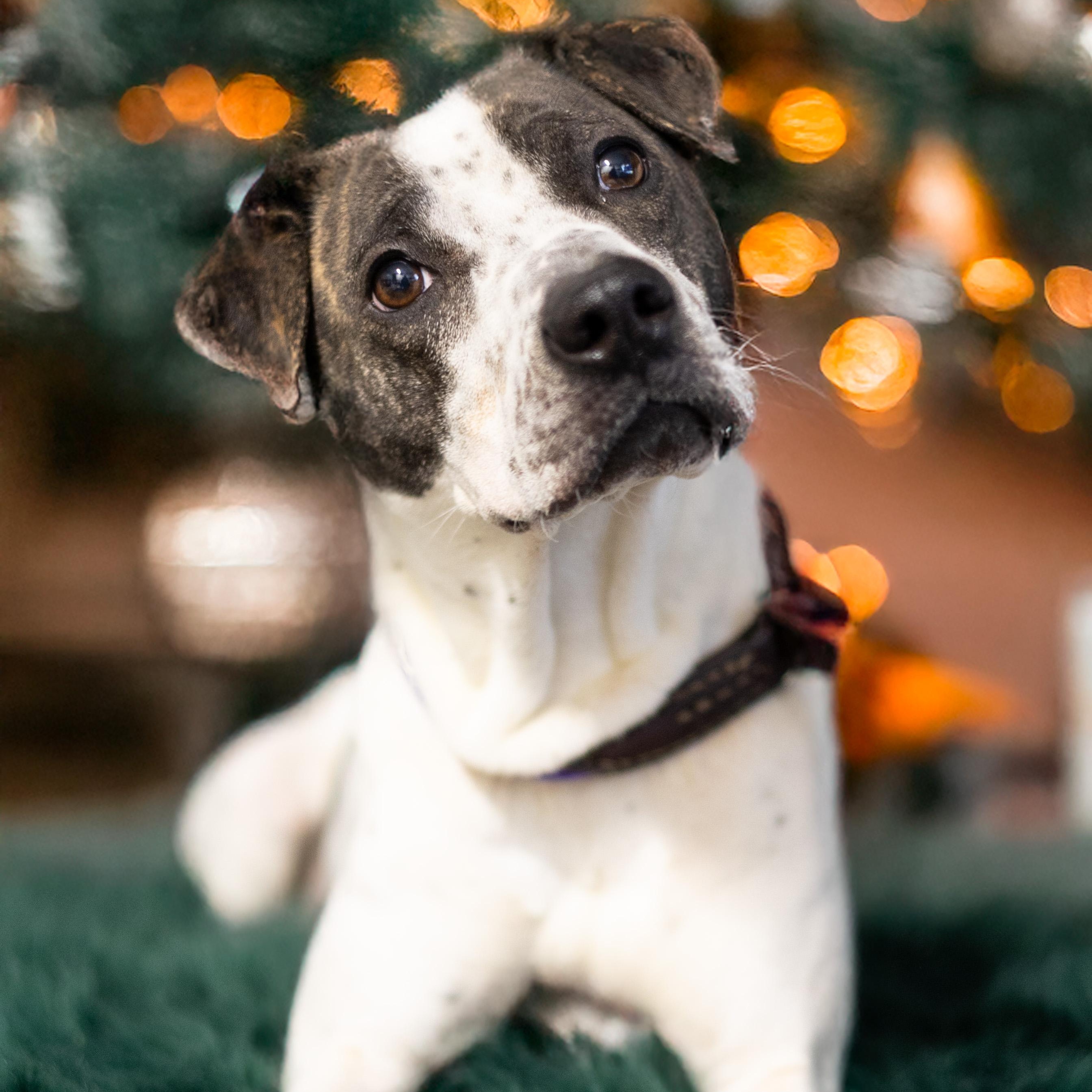 Birdie, ADOPTABLE, Adult Female Pointer.