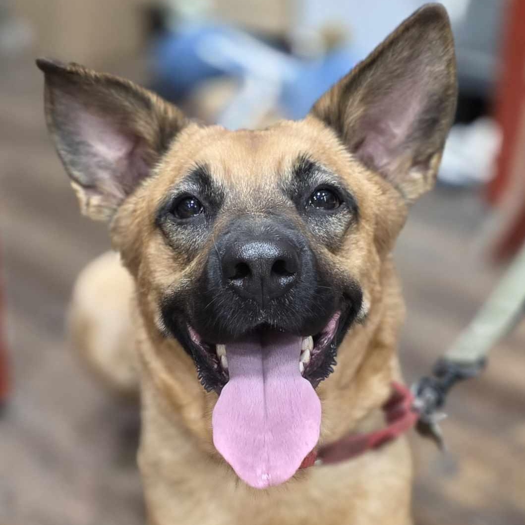 Enlarge Krissy, a Adoptable mixed breed in Hagerstown, MD image 5/6