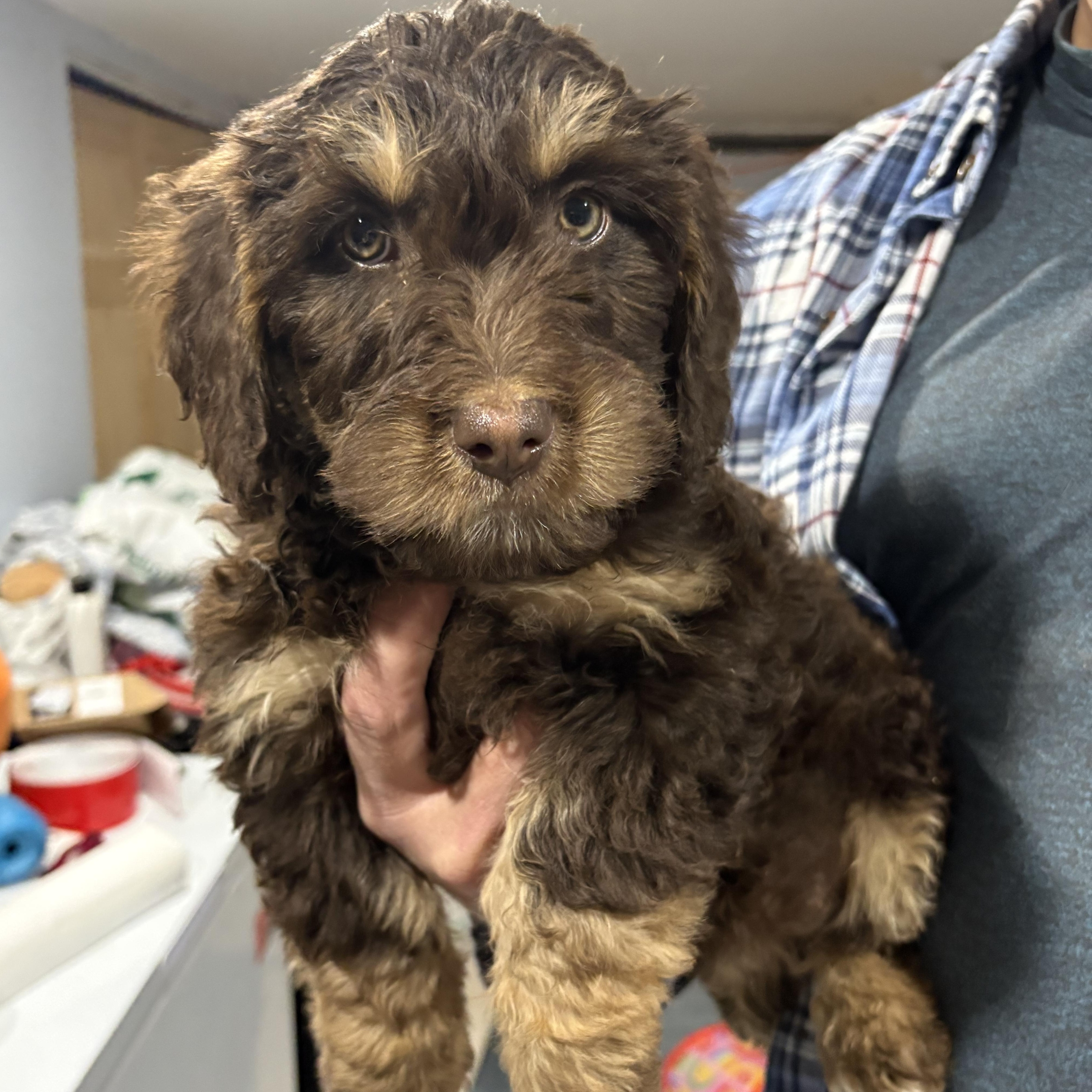 Enlarge Coco * postponed event due to weather *, an adopted mixed breed in Wayne , NJ image 1/2