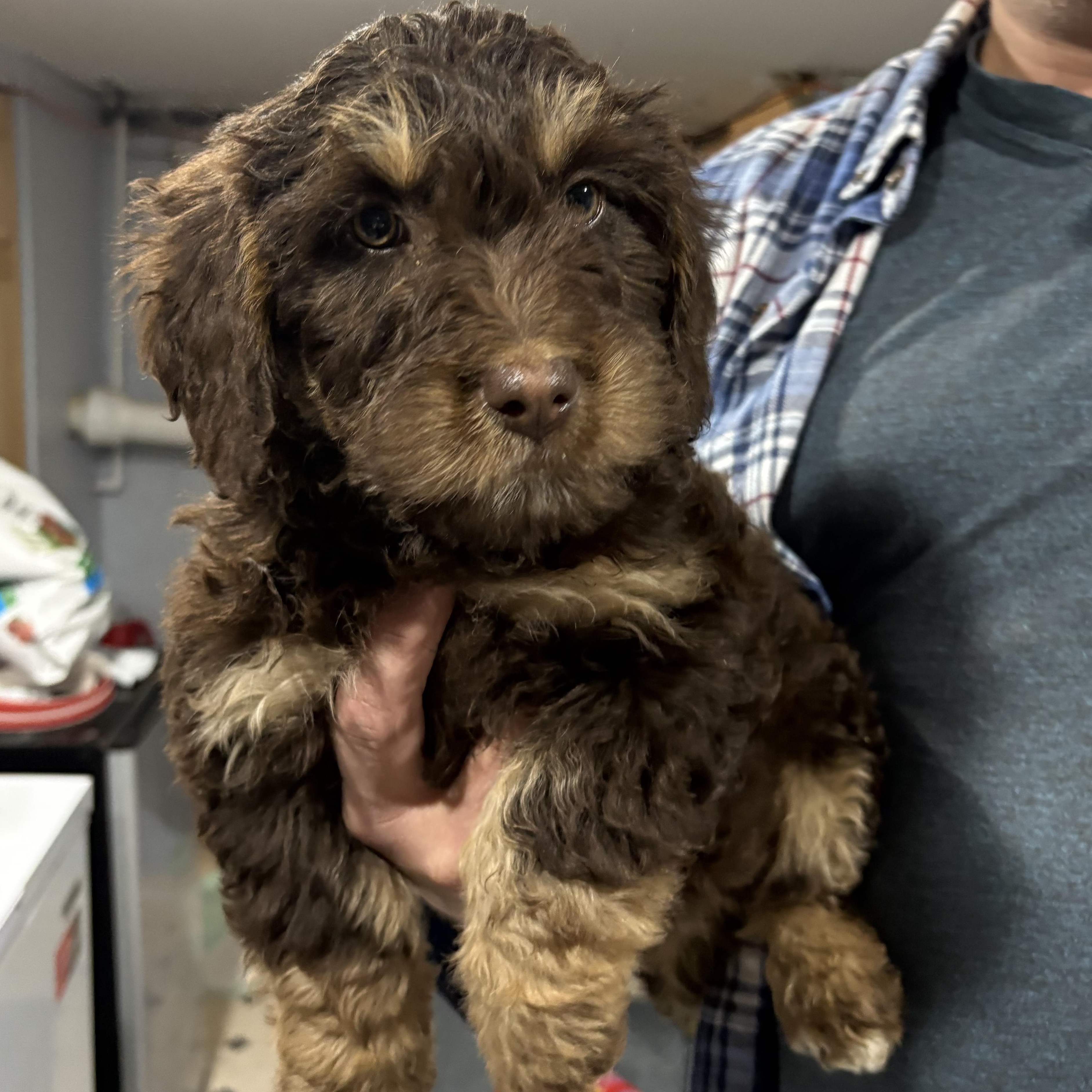 Enlarge Coco * postponed event due to weather *, an adopted mixed breed in Wayne , NJ image 2/2