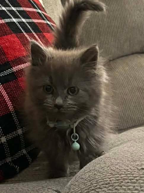 Serafina, adopted, Kitten Female Domestic Long Hair.