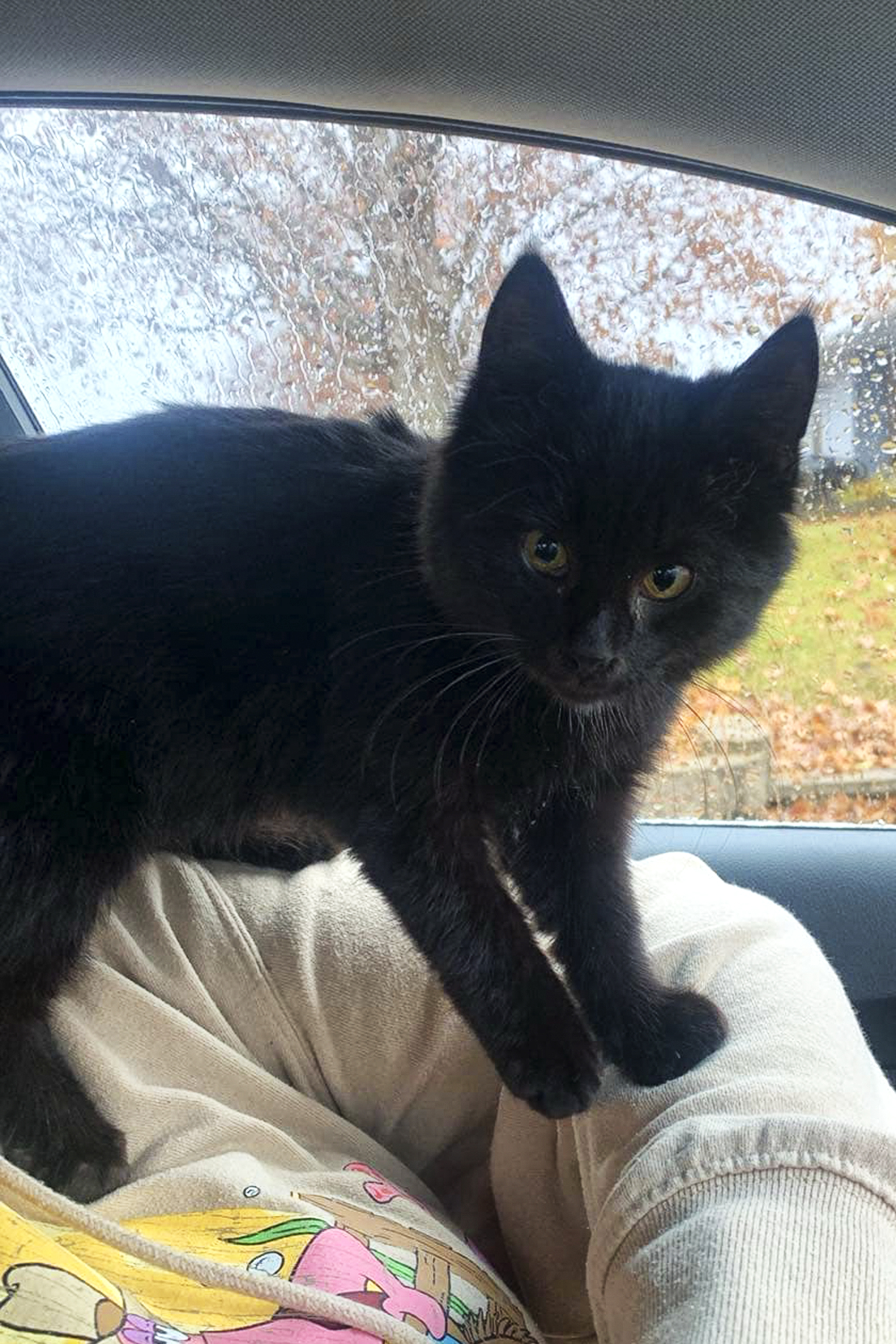 Billman, Adopted, Kitten Male Domestic Medium Hair.