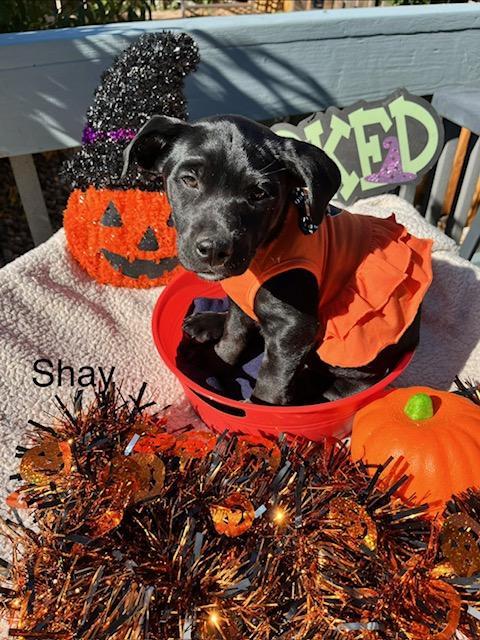 Enlarge Shay, a Adoptable mixed breed in Littleton, CO image 2/5
