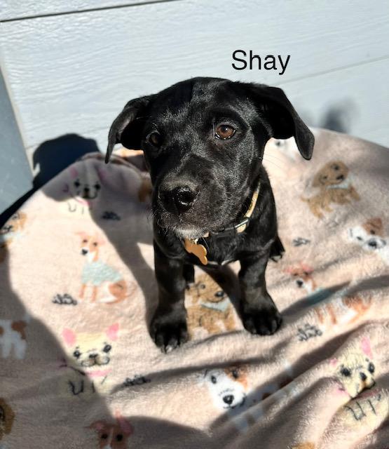 Shay, Adoptable, Puppy Female Labrador Retriever.