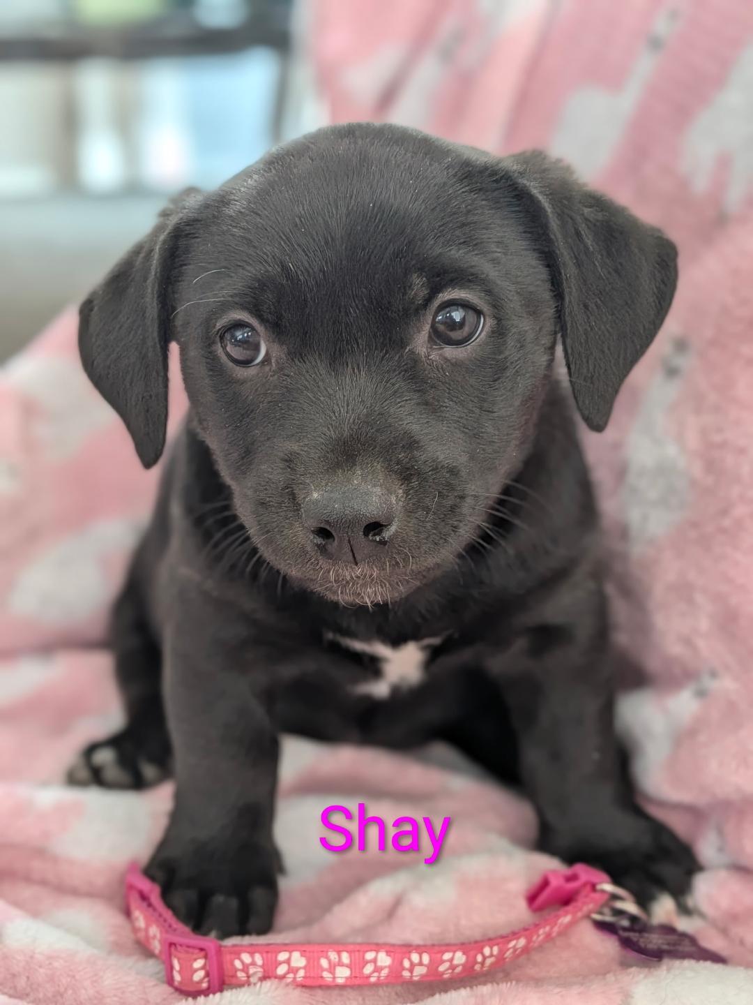 Enlarge Shay, a Adoptable mixed breed in Littleton, CO image 5/5