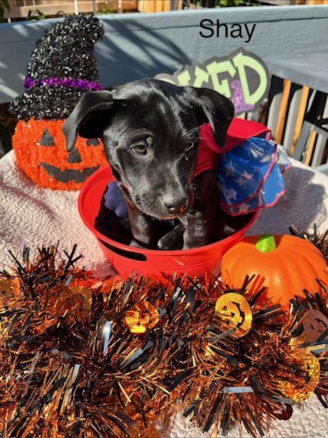 Enlarge Shay, a Adoptable mixed breed in Littleton, CO image 4/5