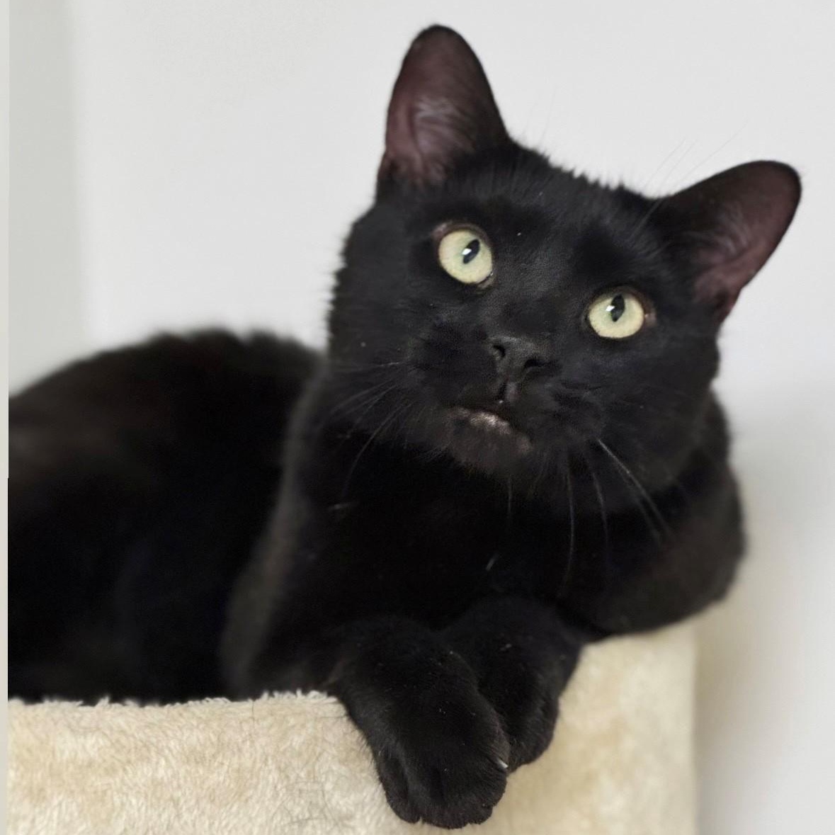 Twitch, ADOPTABLE, Adult Male Domestic Short Hair.