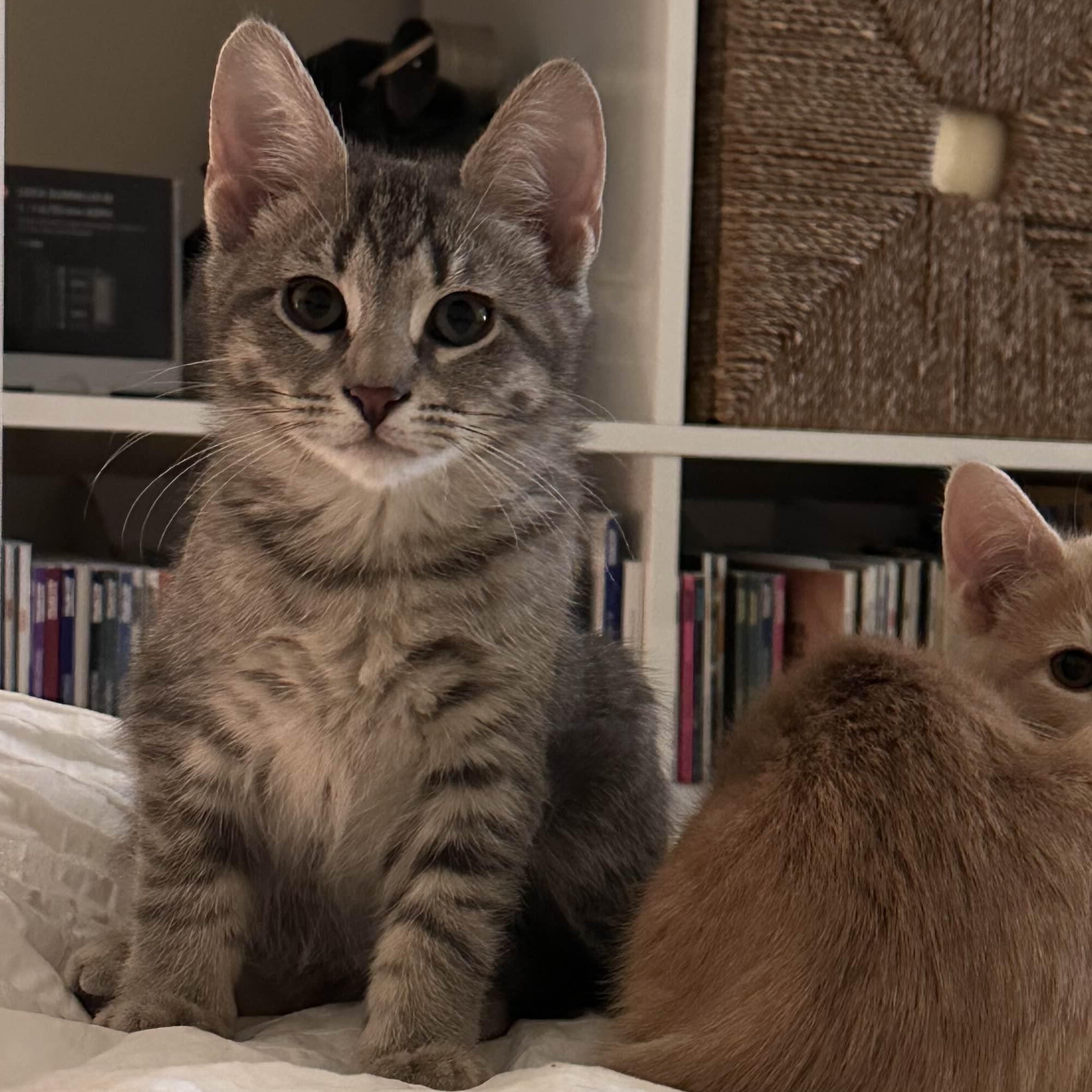 Martini, adopted, Kitten Male Domestic Short Hair.