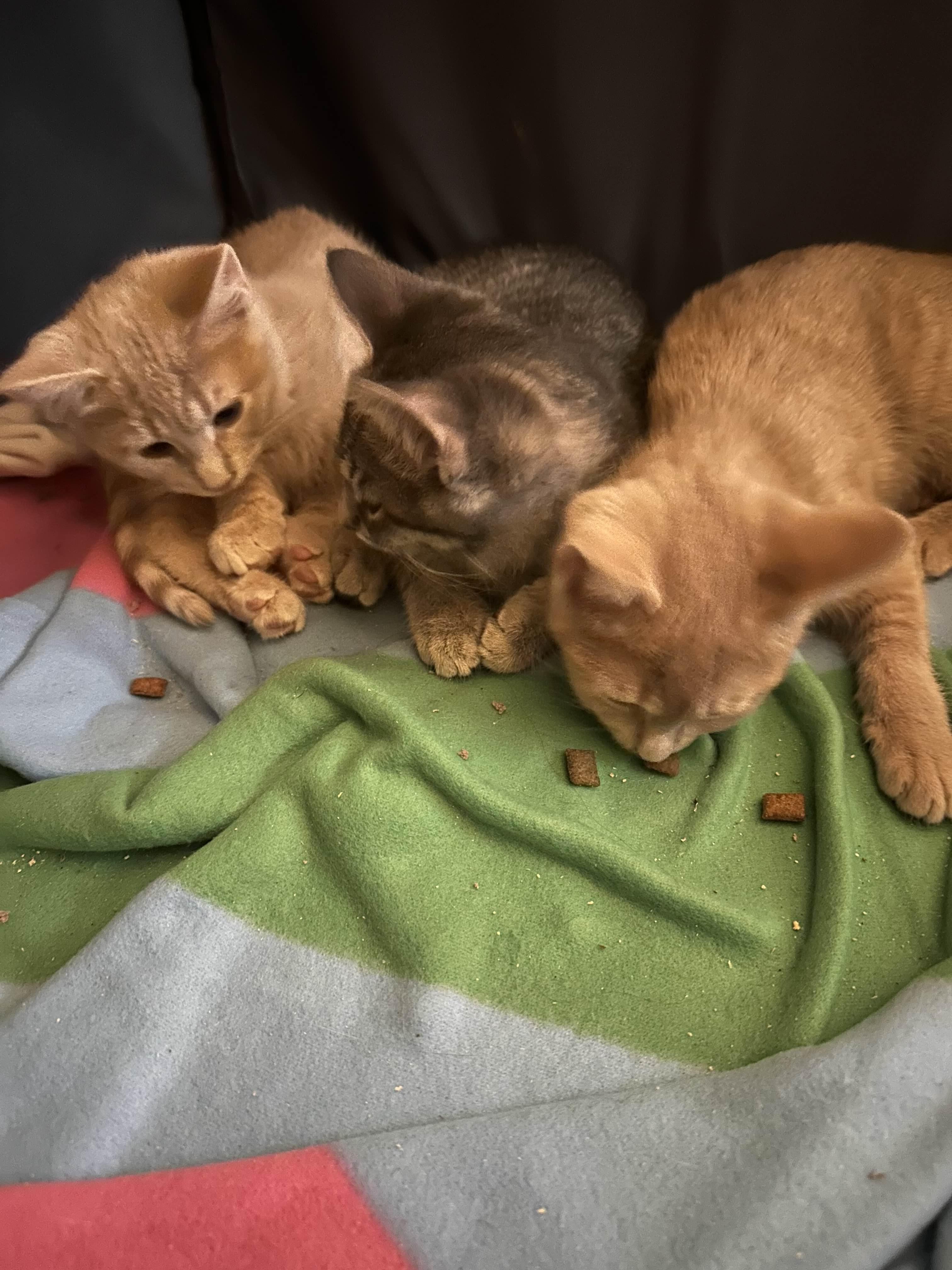 Enlarge Martini, an adopted Domestic Short Hair in Weehawken, NJ image 4/5