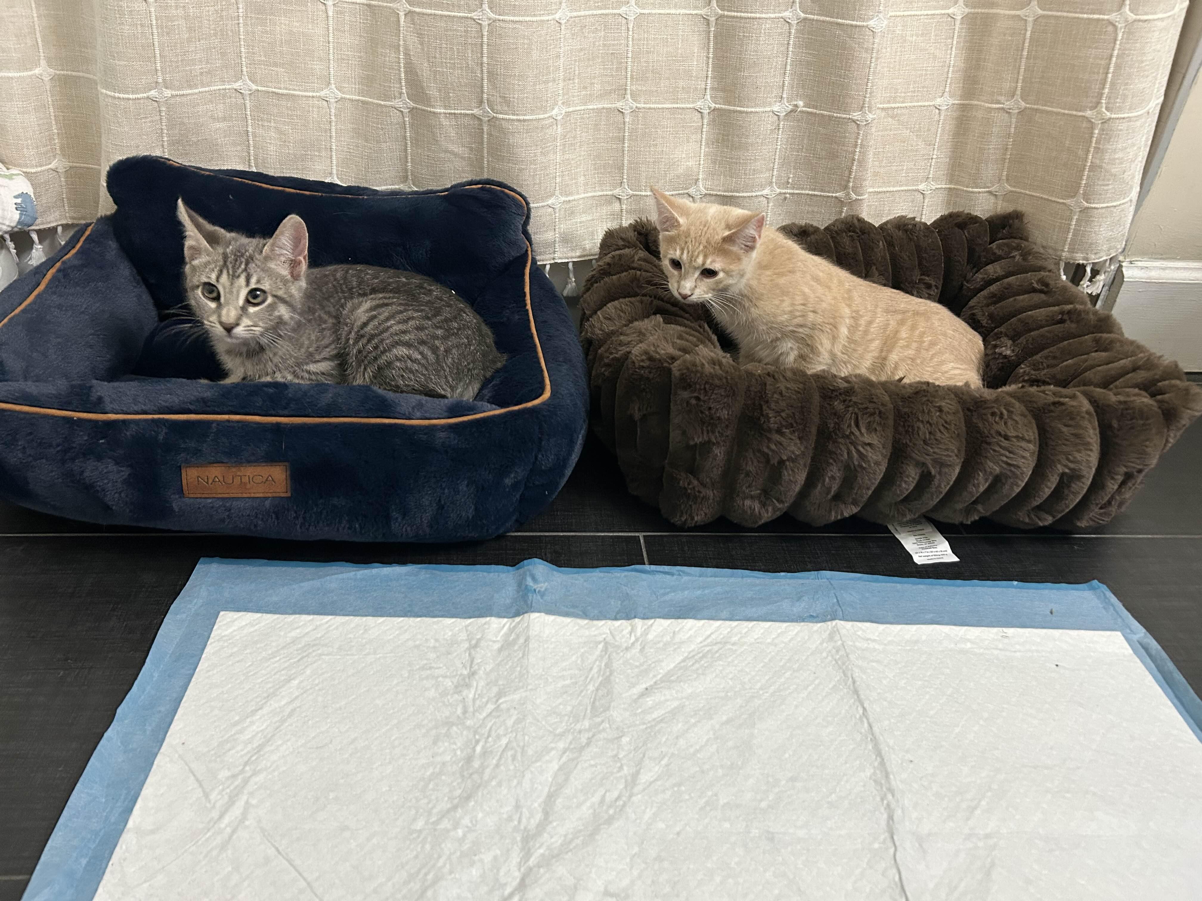 Enlarge Martini, an adopted Domestic Short Hair in Weehawken, NJ image 5/5