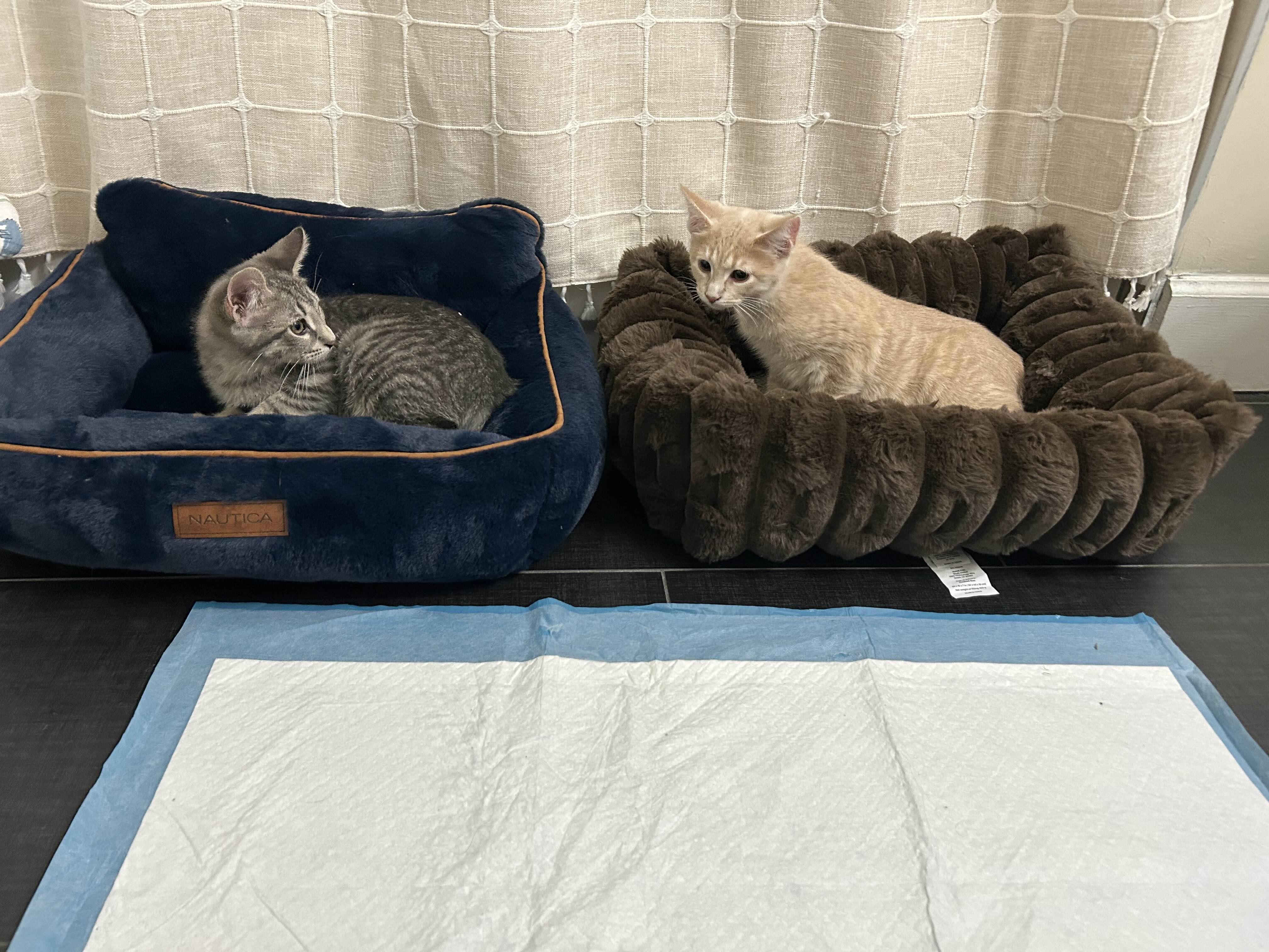 Enlarge Martini, an adopted Domestic Short Hair in Weehawken, NJ image 2/5